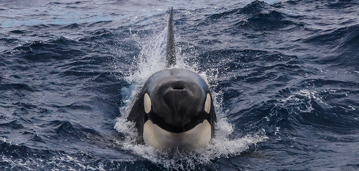 Killer Whale