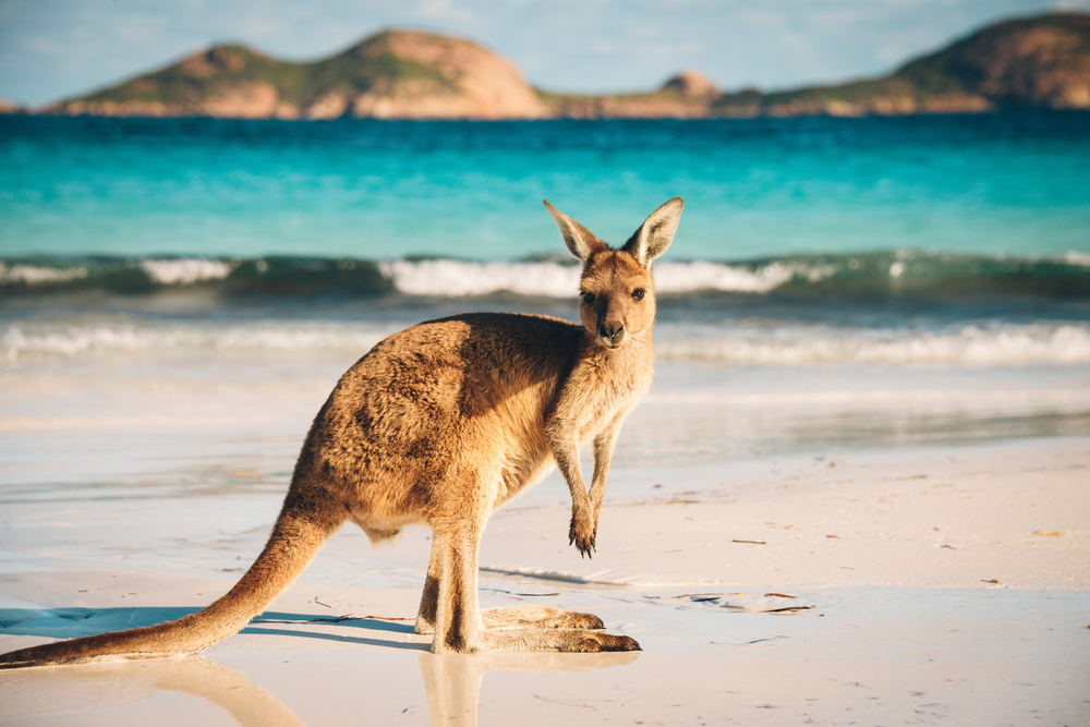Kangaroo near the ocean shore in Australia