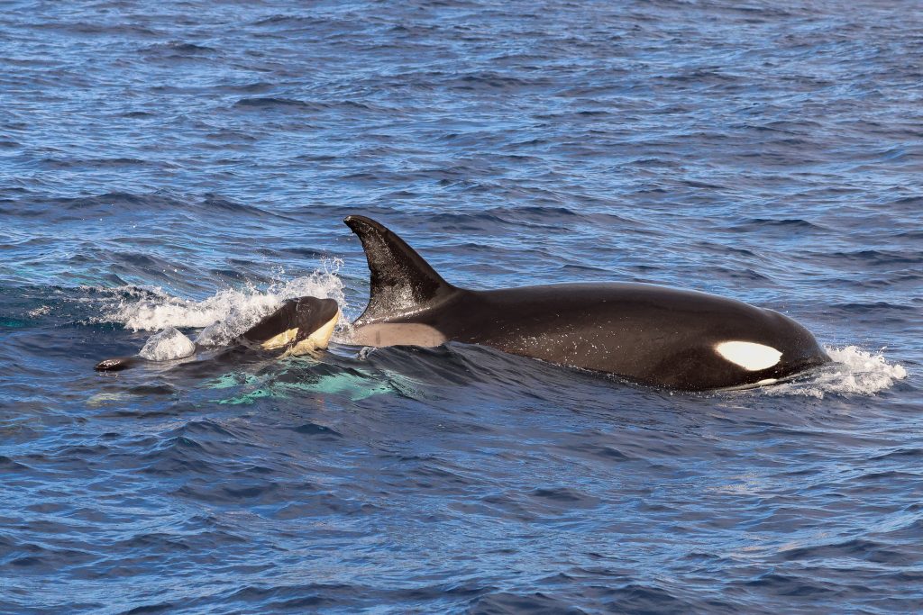 Killer whale watching tours in bremer bay