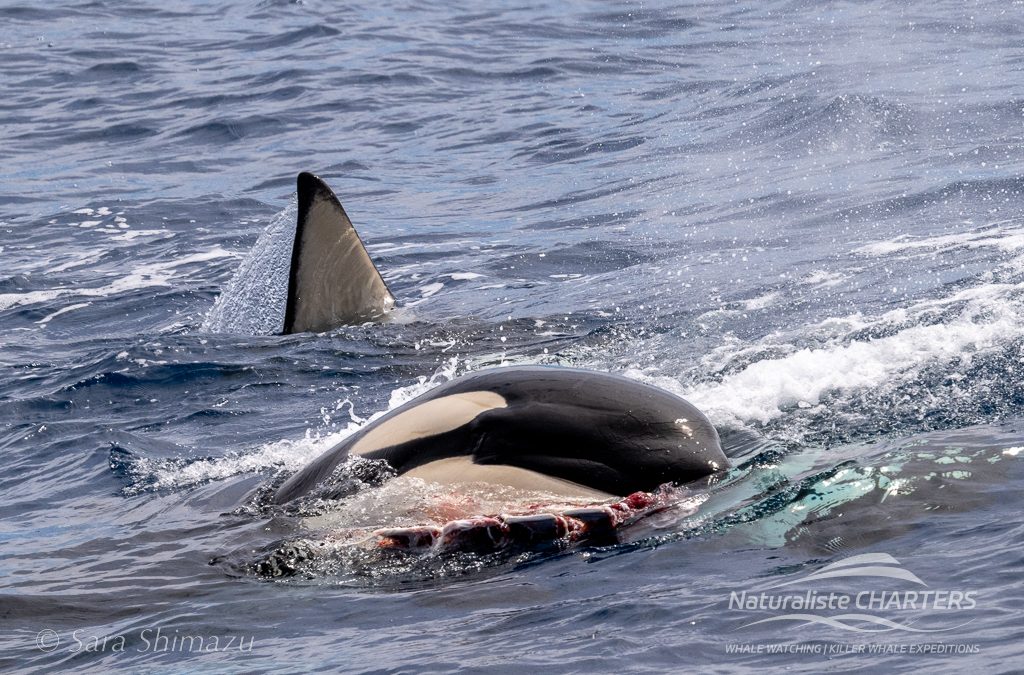 Apex Hunters of Bremer Canyon – Caution: Graphic Content