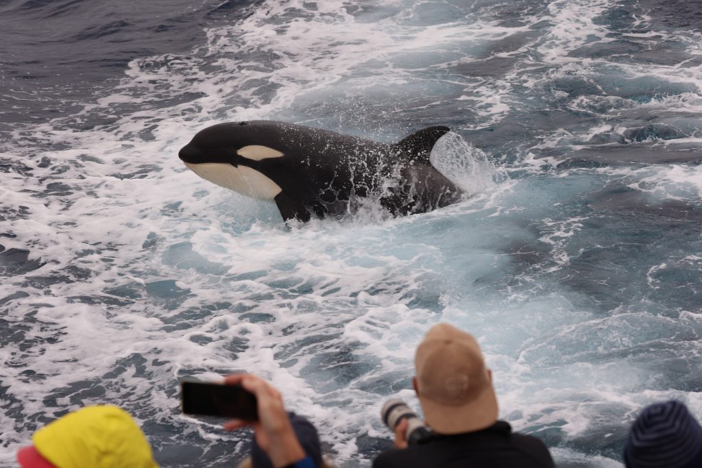 Killer whale spotted on an orca tours bremer bay