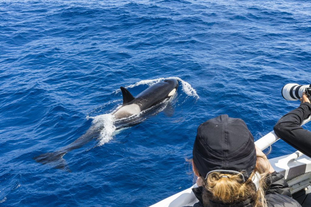 Orca spotted on a Killer Whale Watching Tour in Bremer Bay