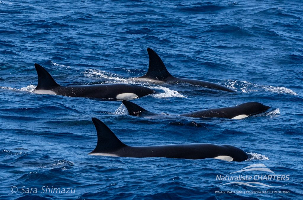 Cetaceans of Bremer Canyon