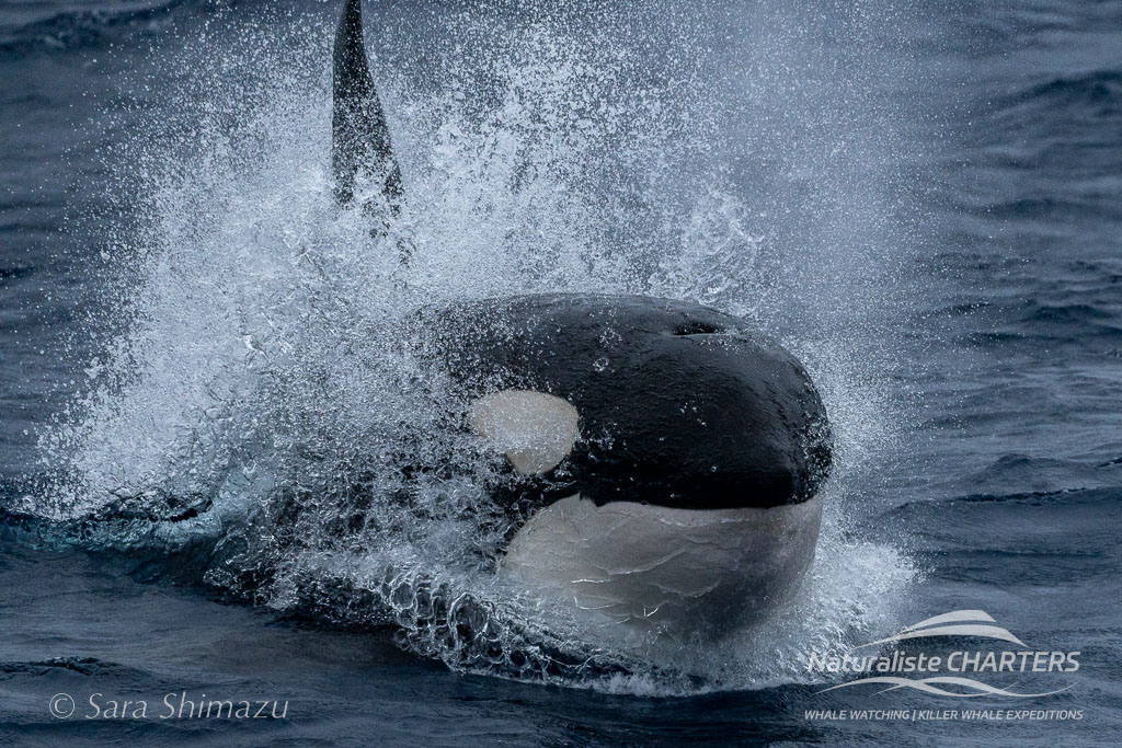 A surging dominant female orca