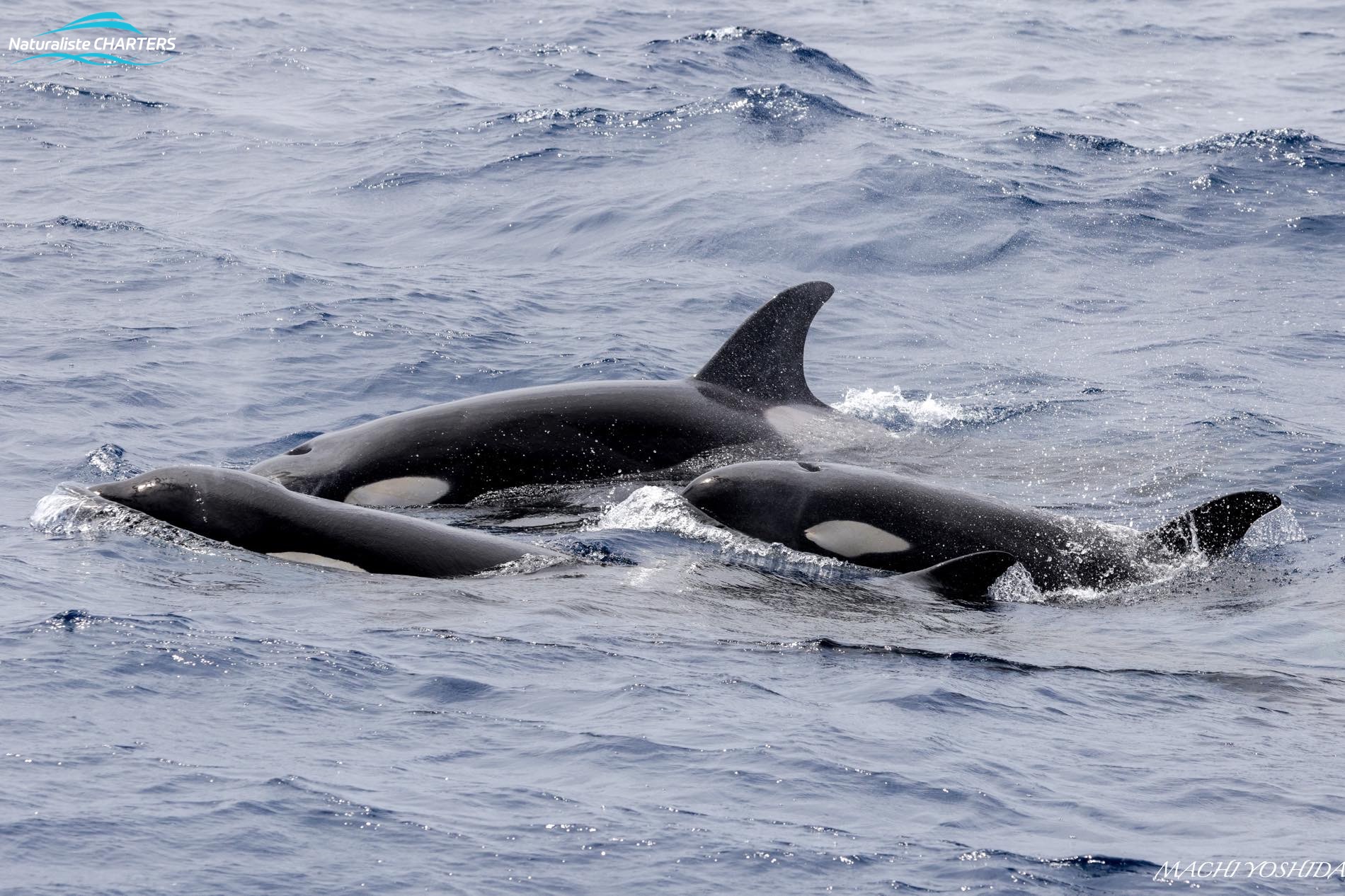New addition orca calf Moana with her Killer Whale pod at Bremer Canyon.
