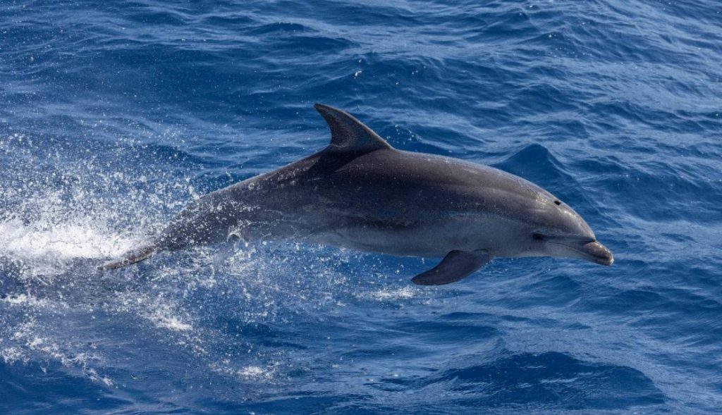 common bottlenose dolphin spotted on whale watching tour