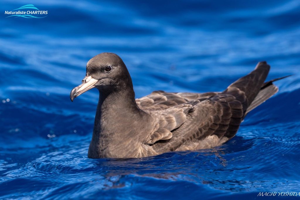Petrels spotted resting over the water