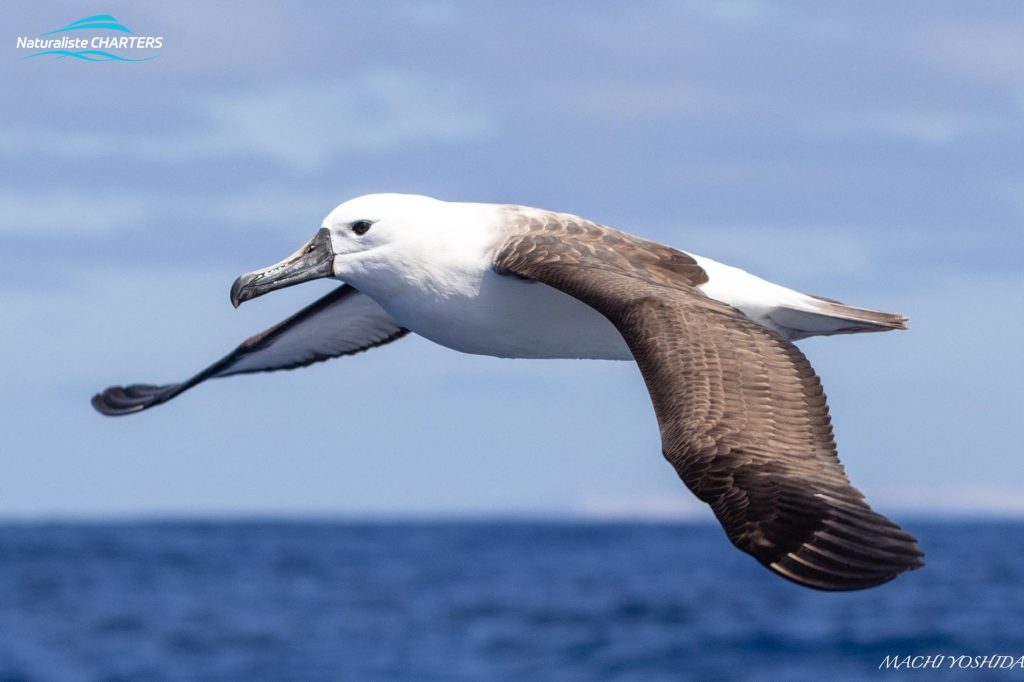 Shy/White-capped Albatross