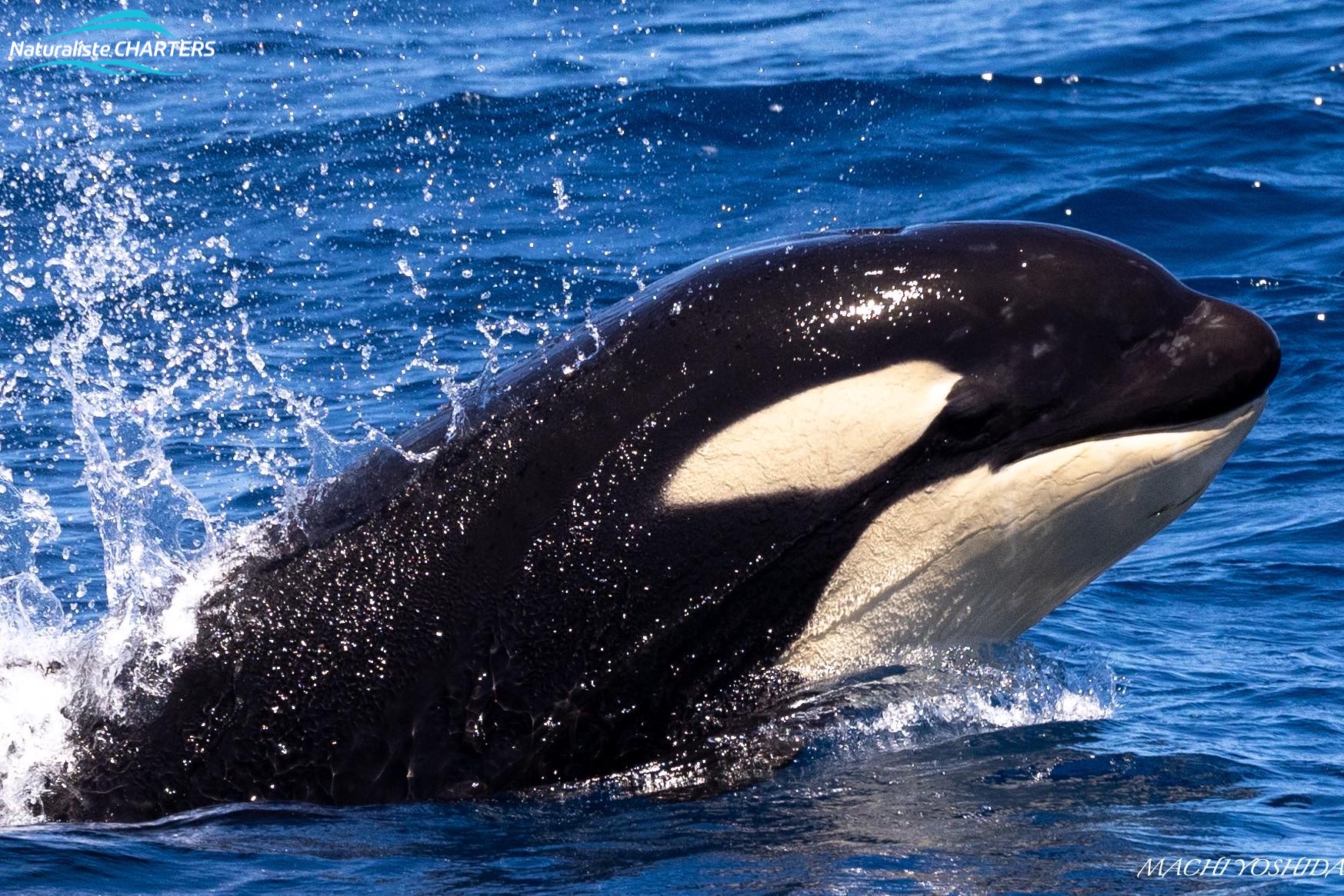 Killer Whales swim in a family pod