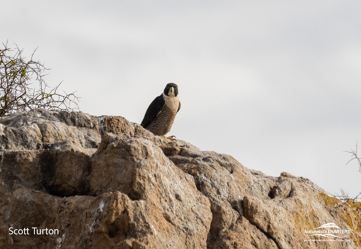 Peregrine Falcon atop Glasse Island