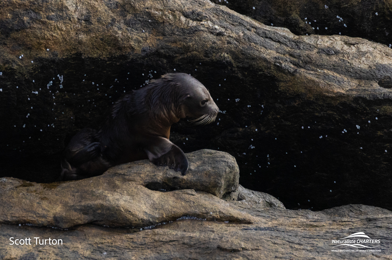Seal Pup at Glasse Island