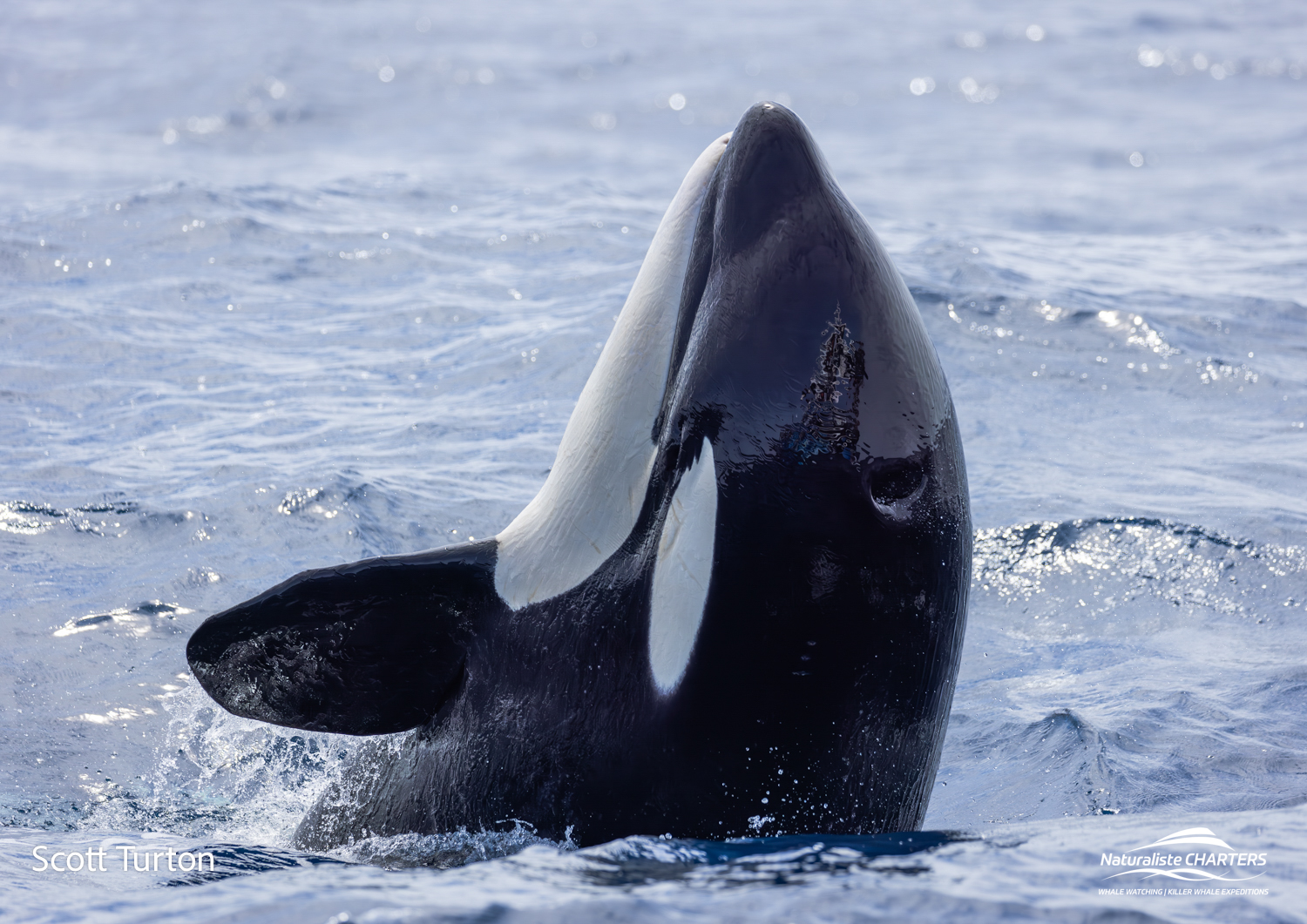 Orca in play mode after a successful hunt