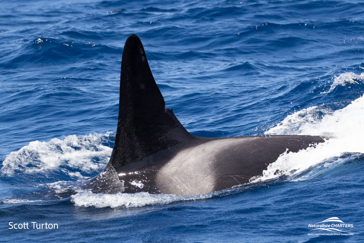 Orca are identified by their eye and saddle patches