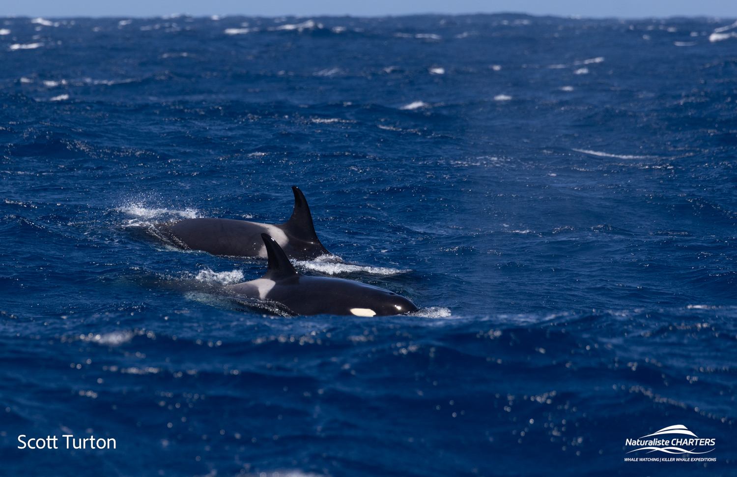 Encountering Killer Whales in Their Wild Habitat: A Thrilling Adventure