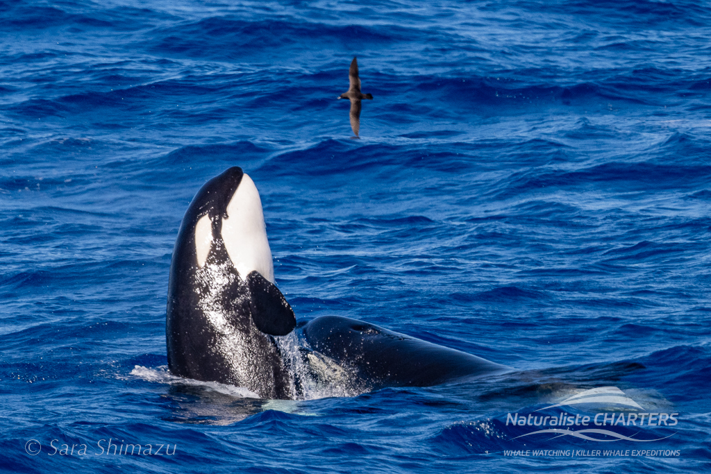 Spy Hopping Killer Whale in an oil slick