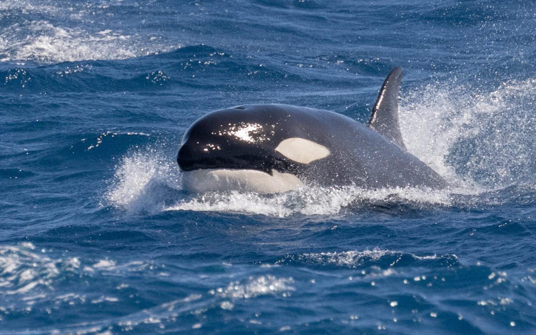 Encountering Apex Predators: A Day in the Bremer Canyon