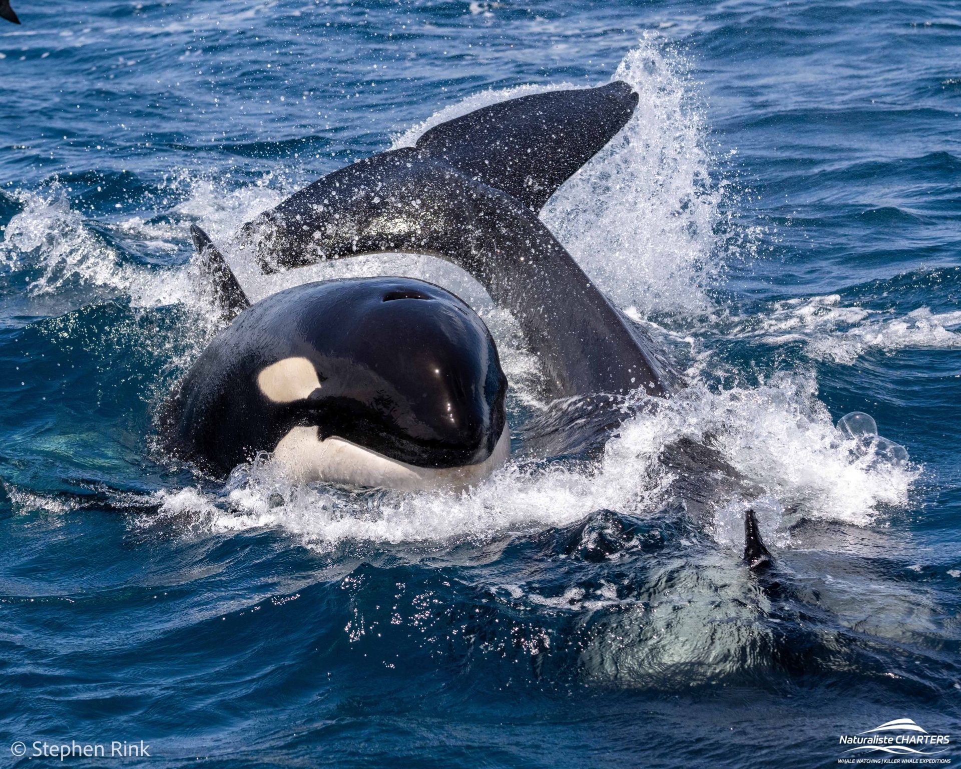 Orca Behaviour in the Bremer Canyon is a remarkable sight to see