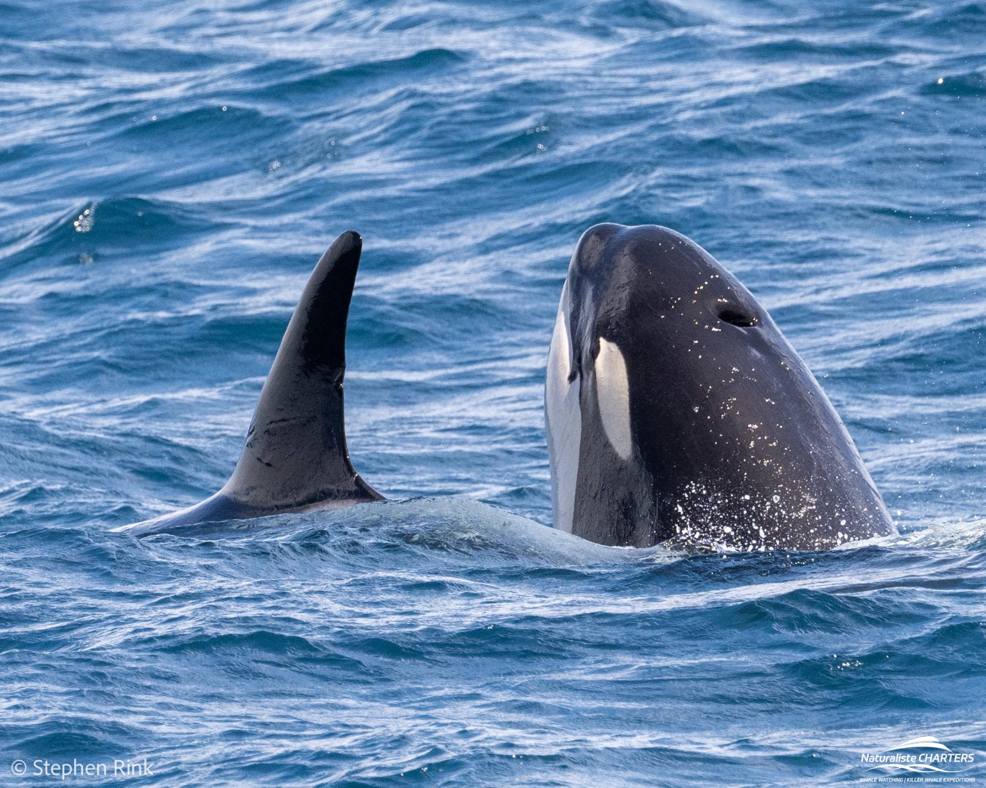Spyhopping is a popular move so orca can view their above ocean environment