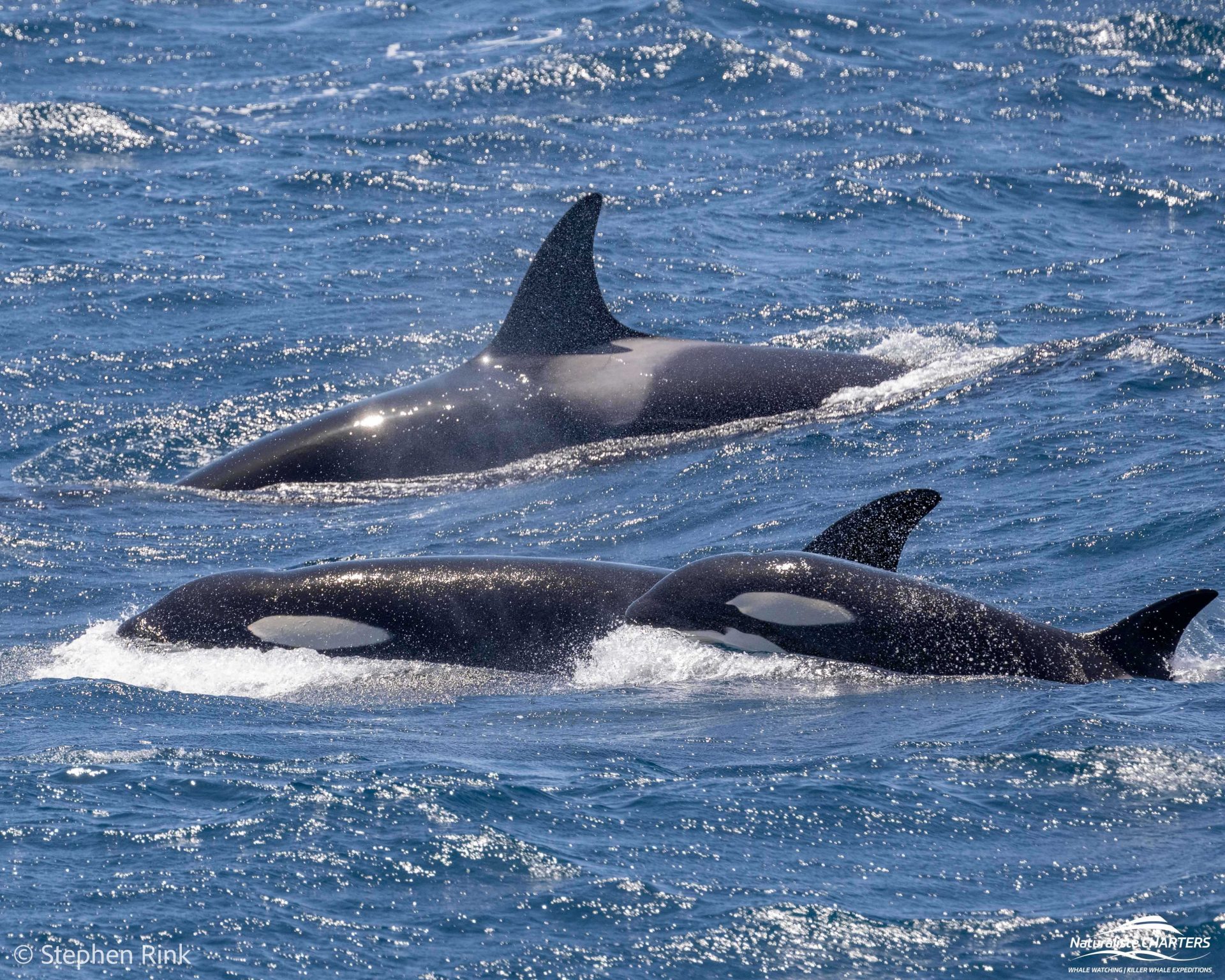 A number of calves accompanied by a female member of the pod were seen at Bremer Canyon