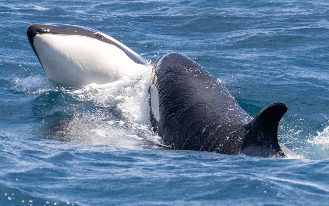 Exploring Orca Behaviour in their Natural Habitat