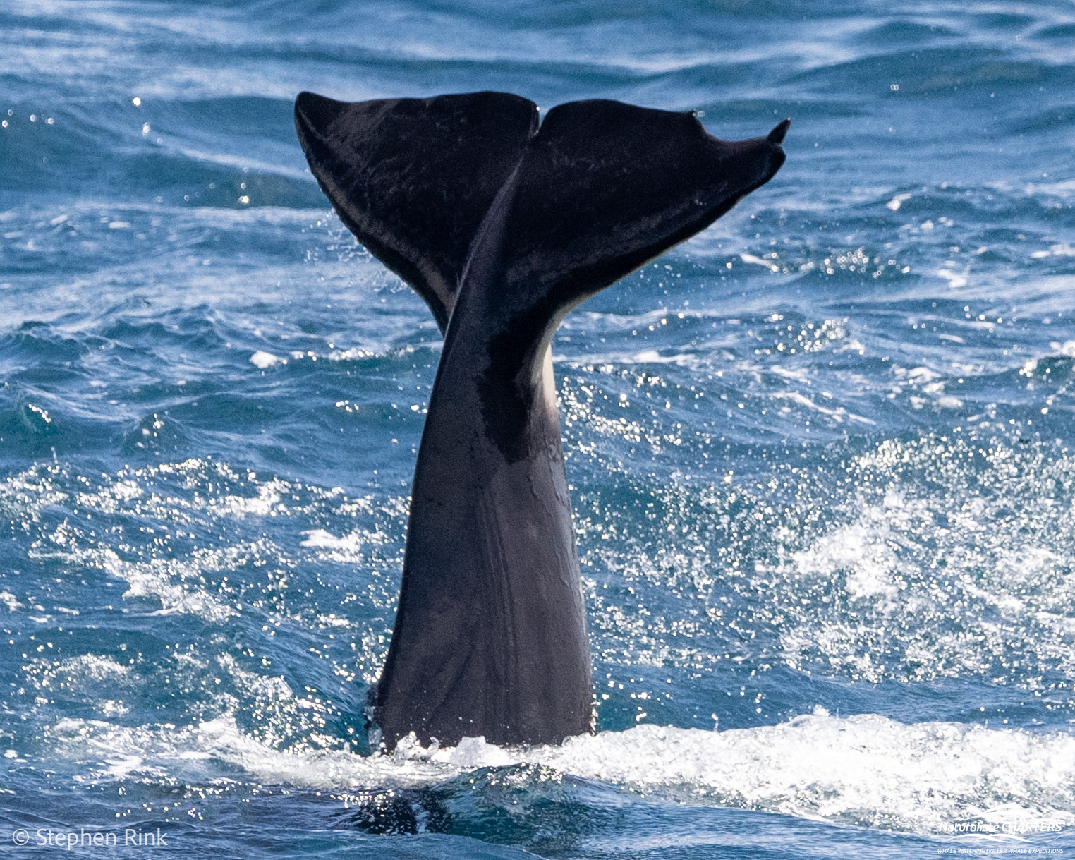 Tail slaps and waves are indicative of Bremer Canyon orca behaviour
