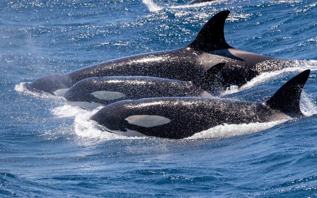 Unforgettable Orca Encounter: Witnessing Nature’s Majesty