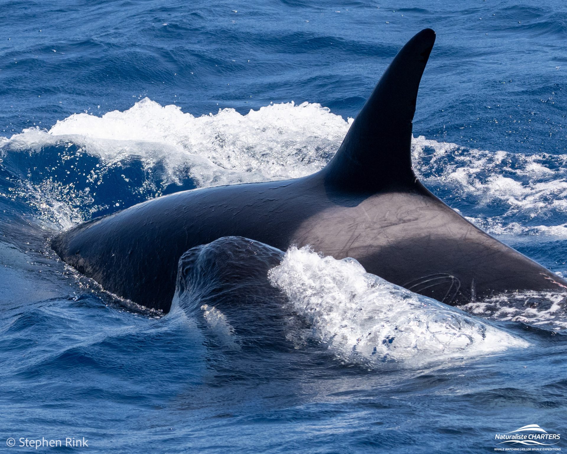 Young calves are usually accompanied by another orca