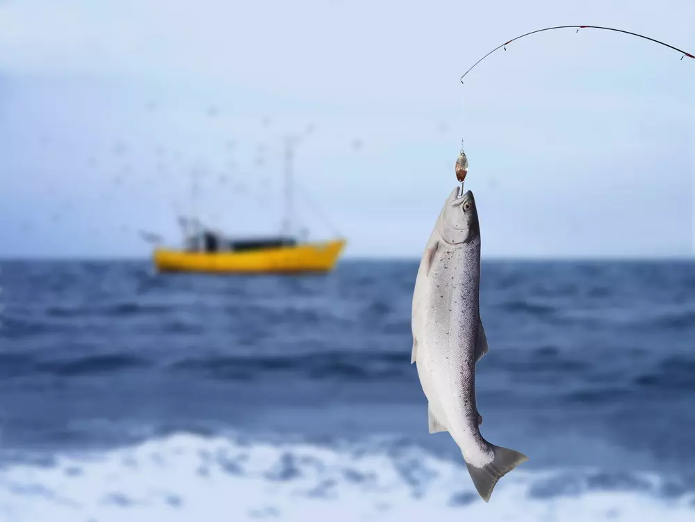 Salmon fishing in the open ocean