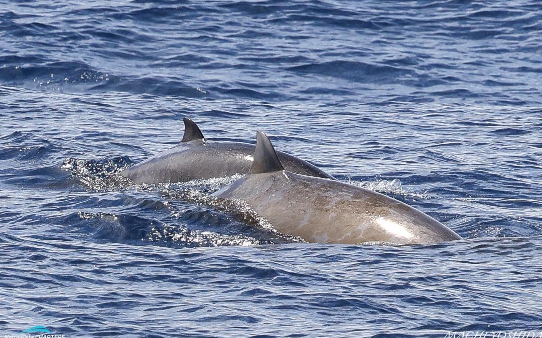 Aggregations of Cetaceans in Bremer Canyon