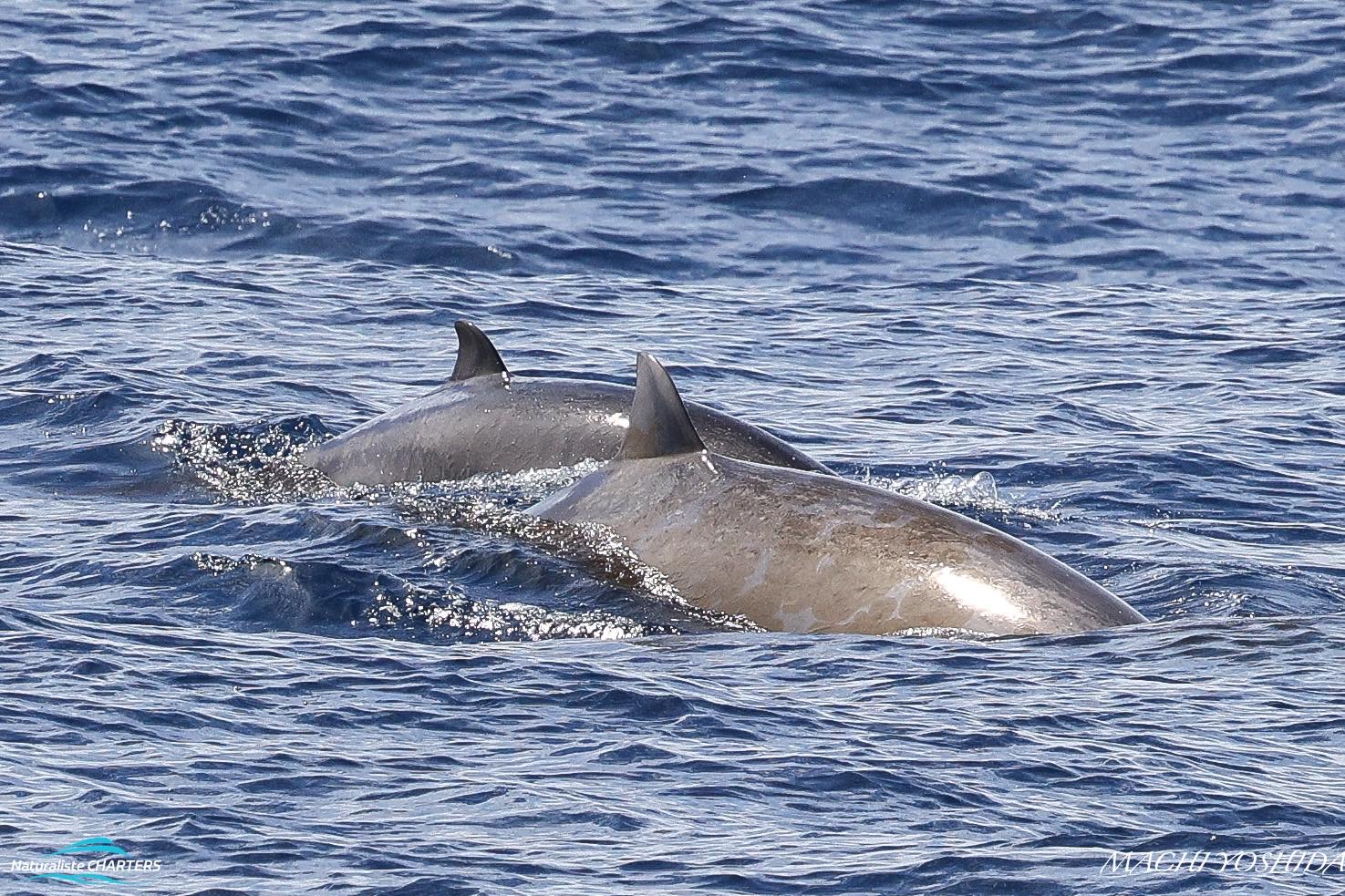 Aggregations of Pilot Whales were seen today