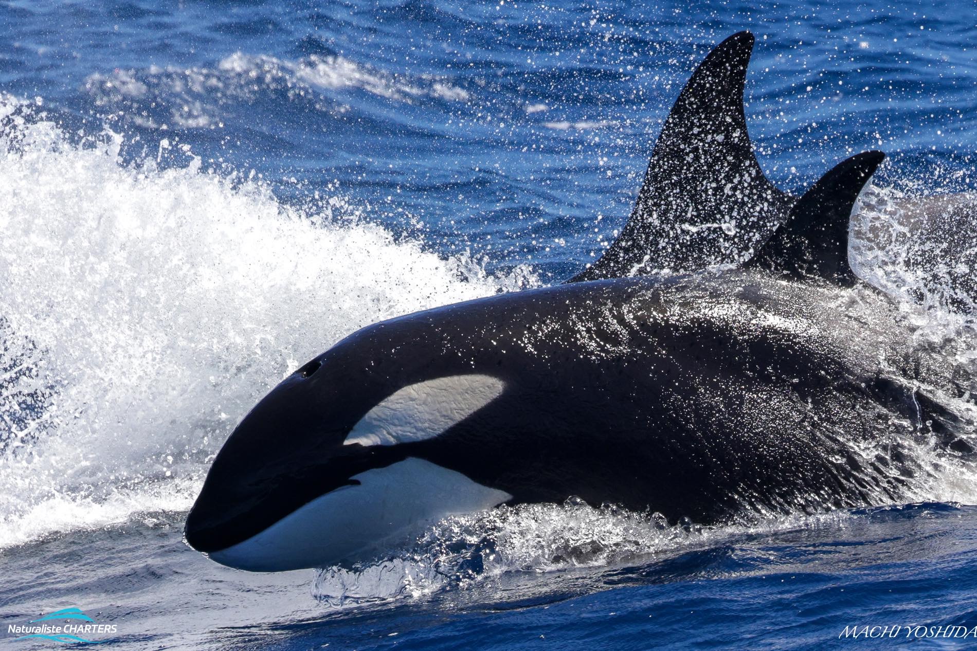 Killer whales can travel at great speeds, churning the water in their wake