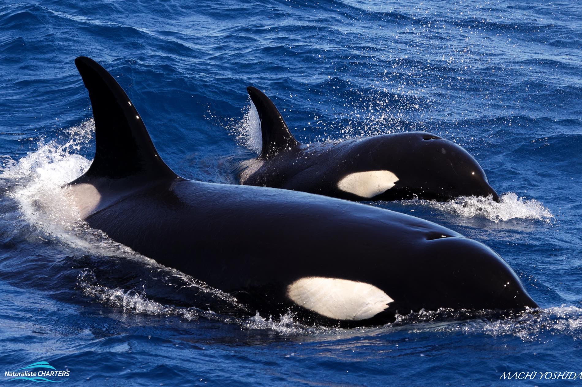 Killer whales travel in family pods
