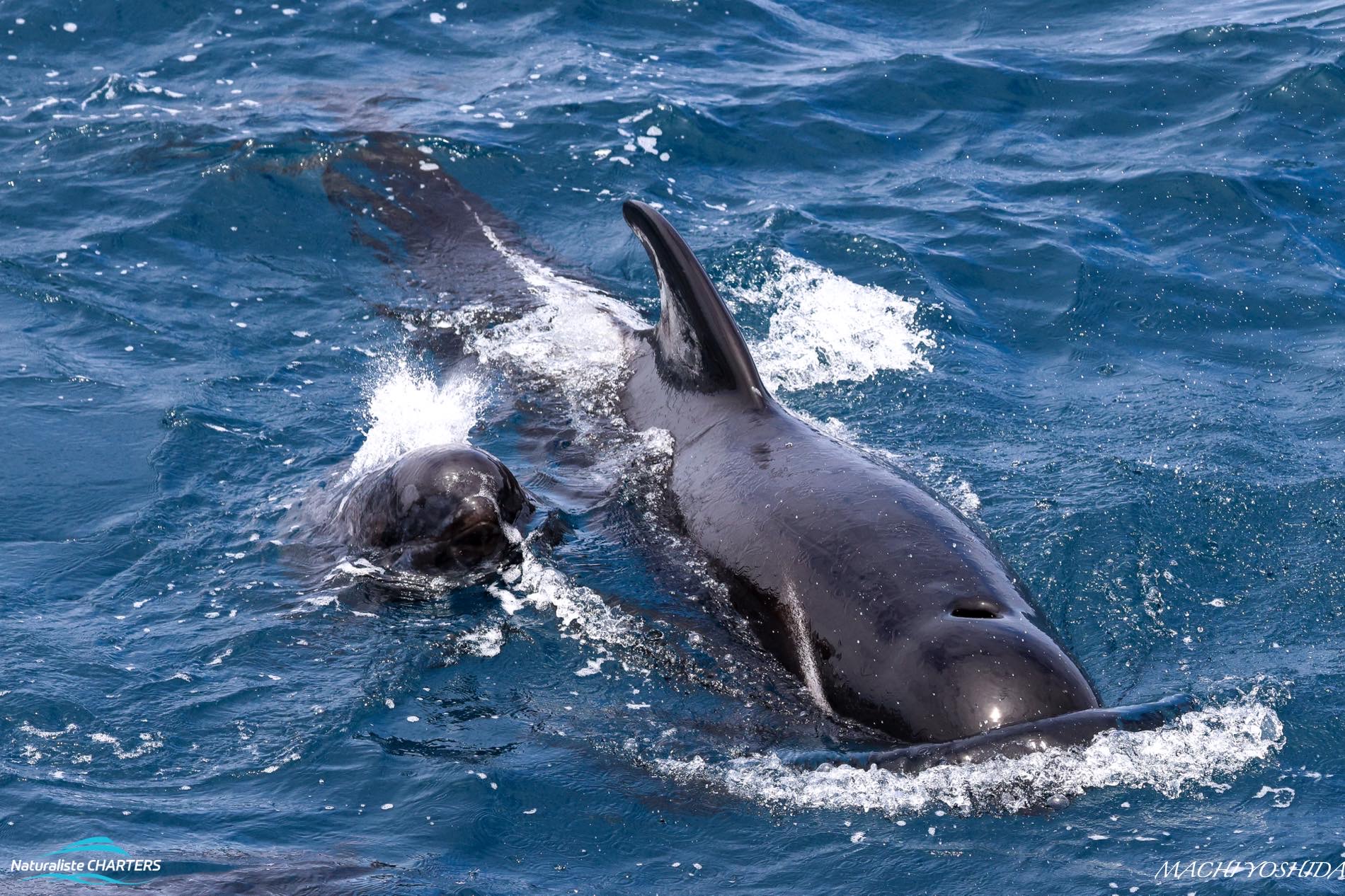 A pilot whale calf follows its mother