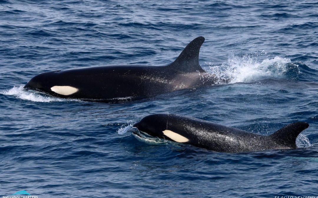 Unveiling the Majesty of Marine Life: A Journey with Orcas and Pilot Whales