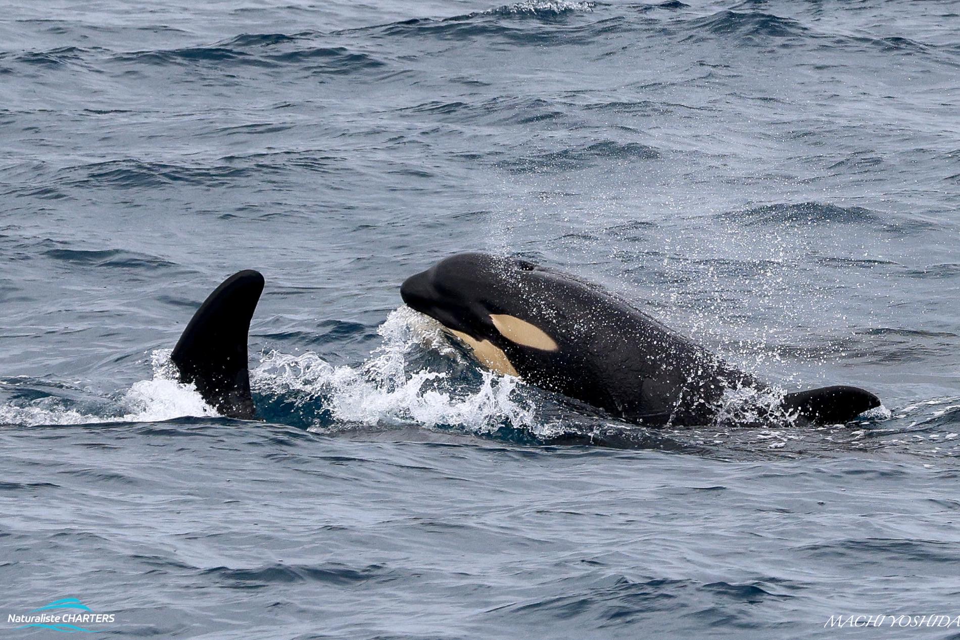 A young orca calf 