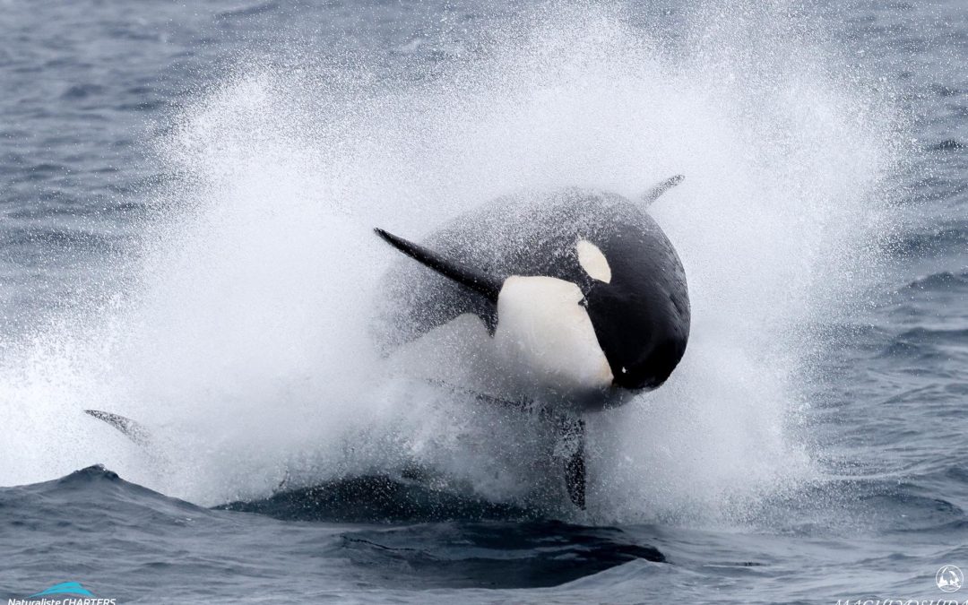 Unlocking the Secrets of Bremer Canyon’s Killer Whales