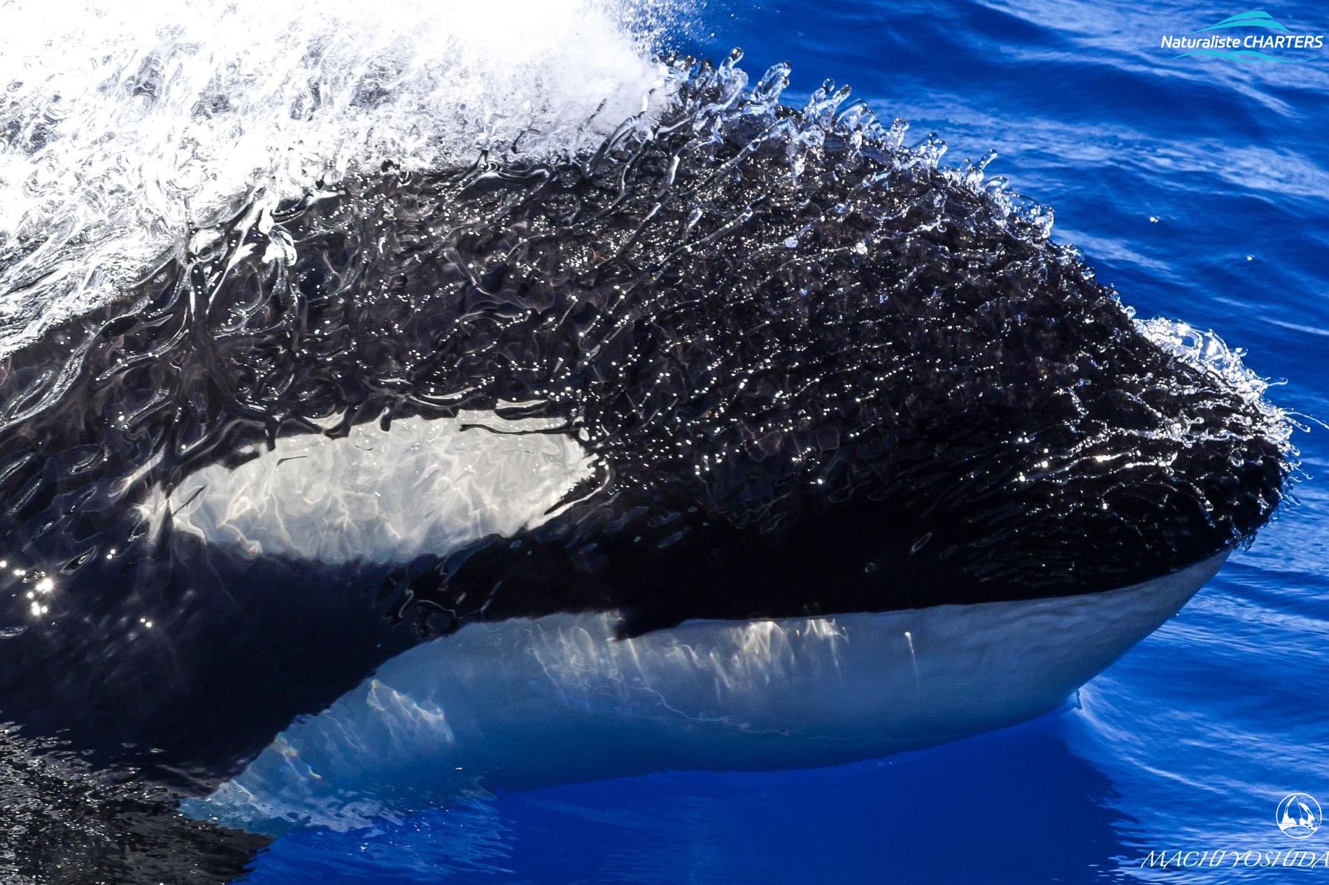 Killer Whales are known for travelling at great speeds