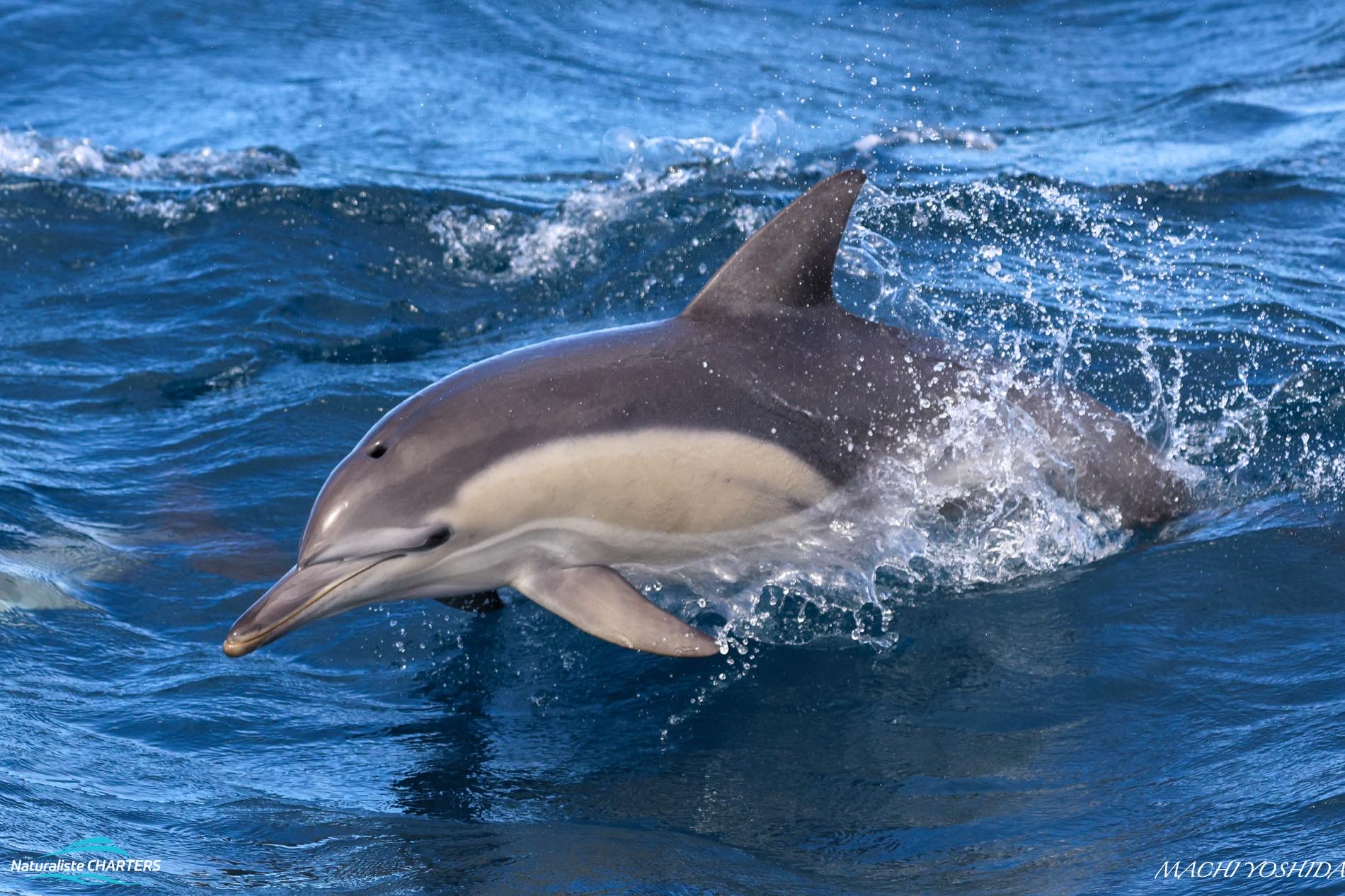 A common dolphin at Bremer Canyon. One of many that shadow our boat this trip