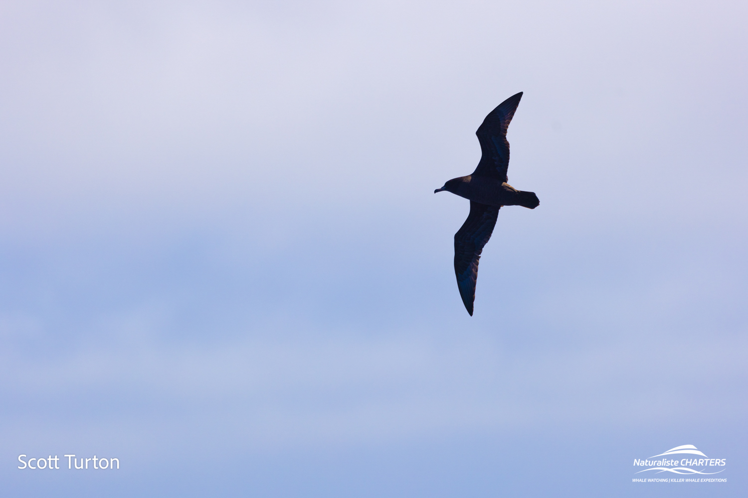 Shearwaters were seen throughout the trip today