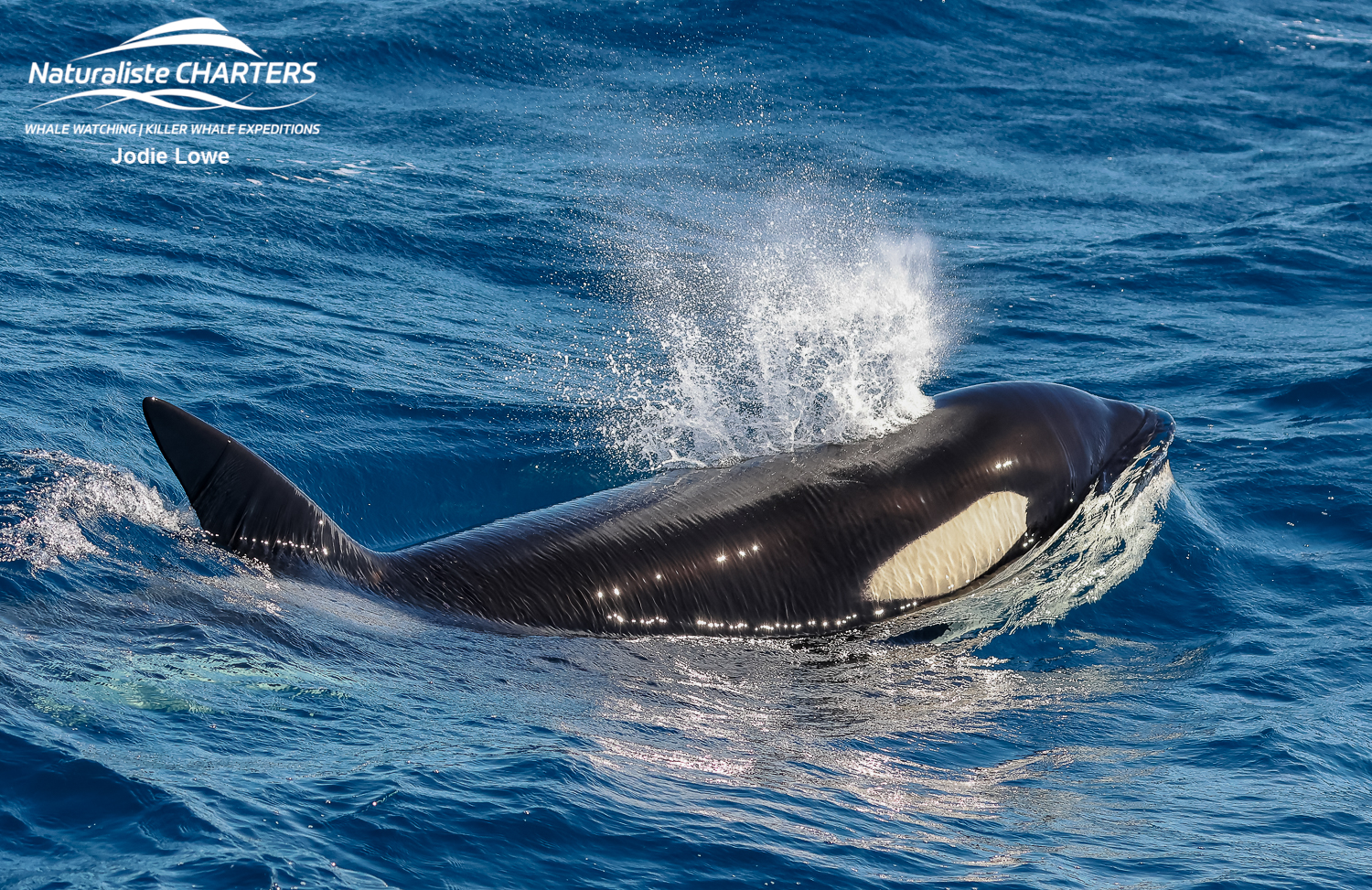 Orca surging in the southern ocean on the hunt