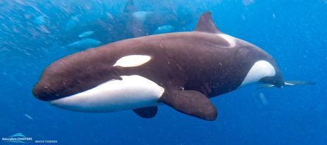 Bremer Canyon Killer Whales Take Charge