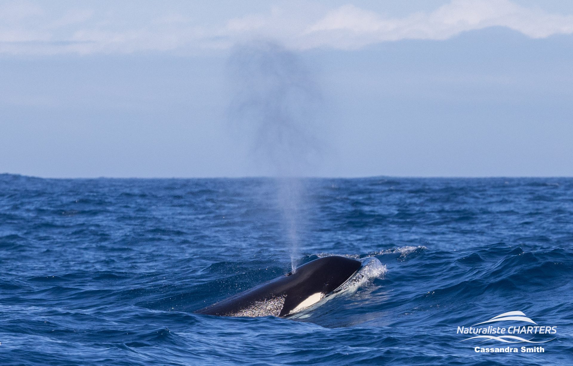 As warm air from the whale's lungs meets cold air outside, it condenses into a cloud
