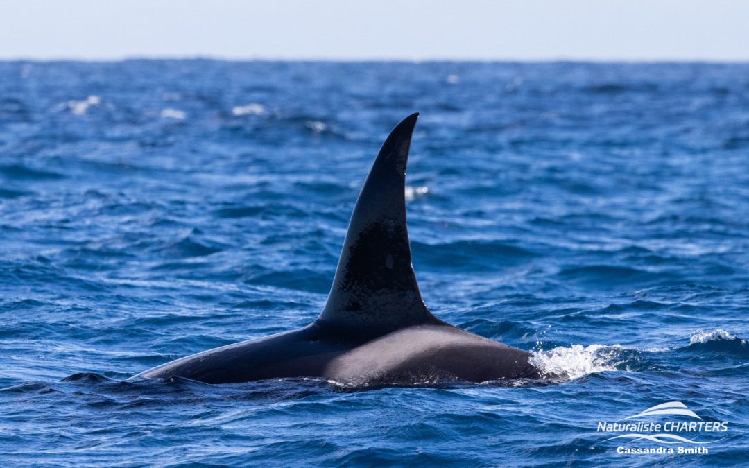 Witnessing Orca Encounters in Autumn