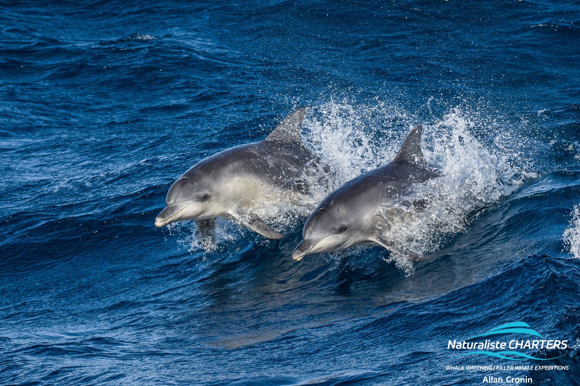 Oceanic Bottle Nose Dophins