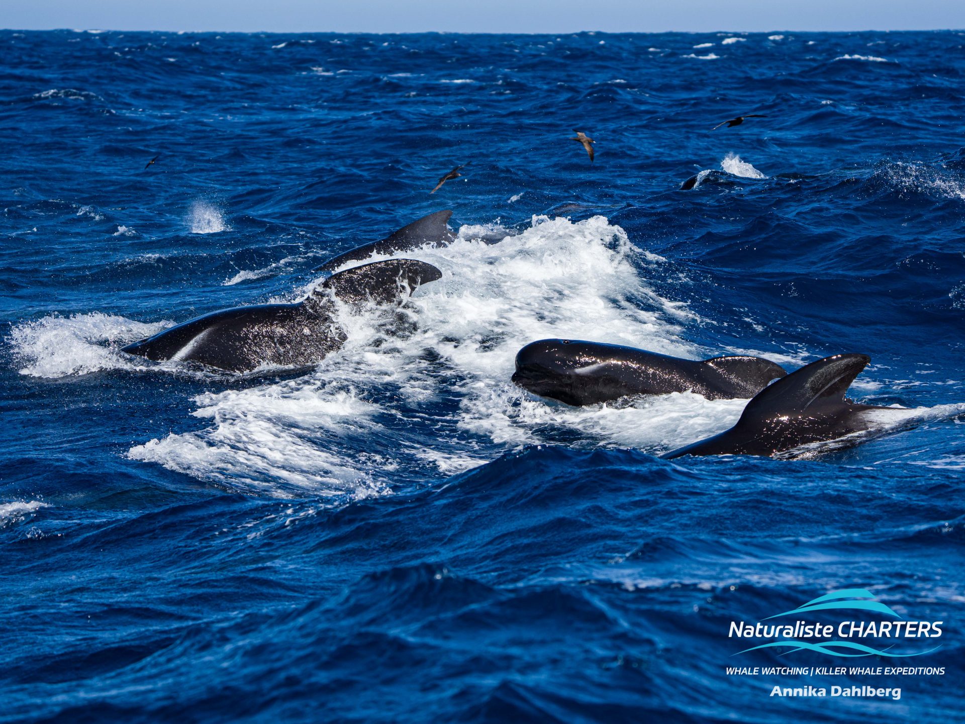 Pilot Whales and calves swimming in a large pod