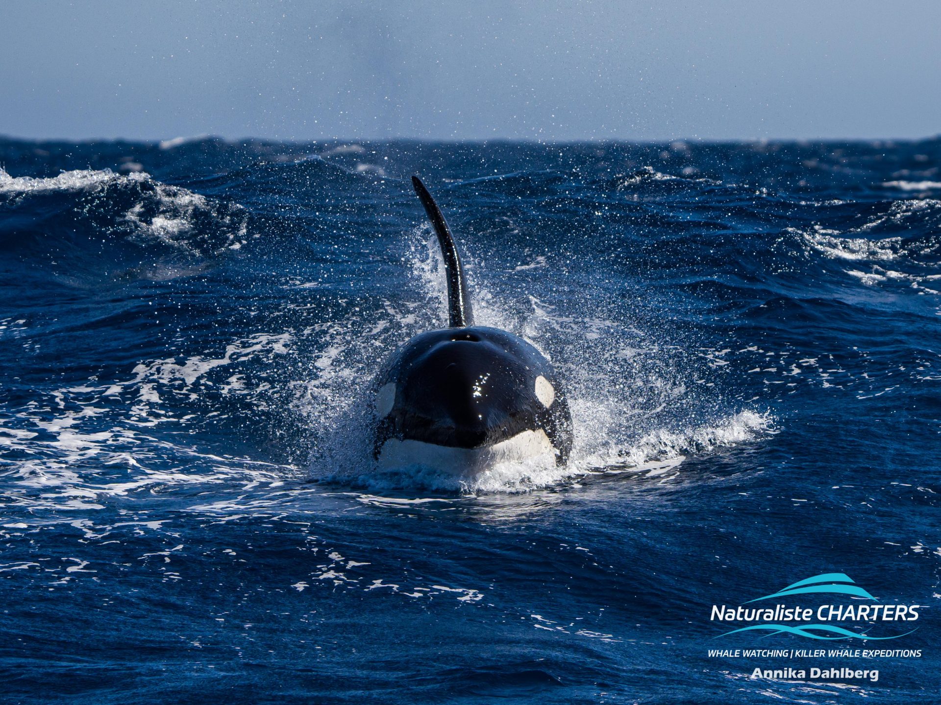 Orcas have streamlined body shapes which allow them to glide through the water with ease, reaching a maximum speed of 60kms/hour