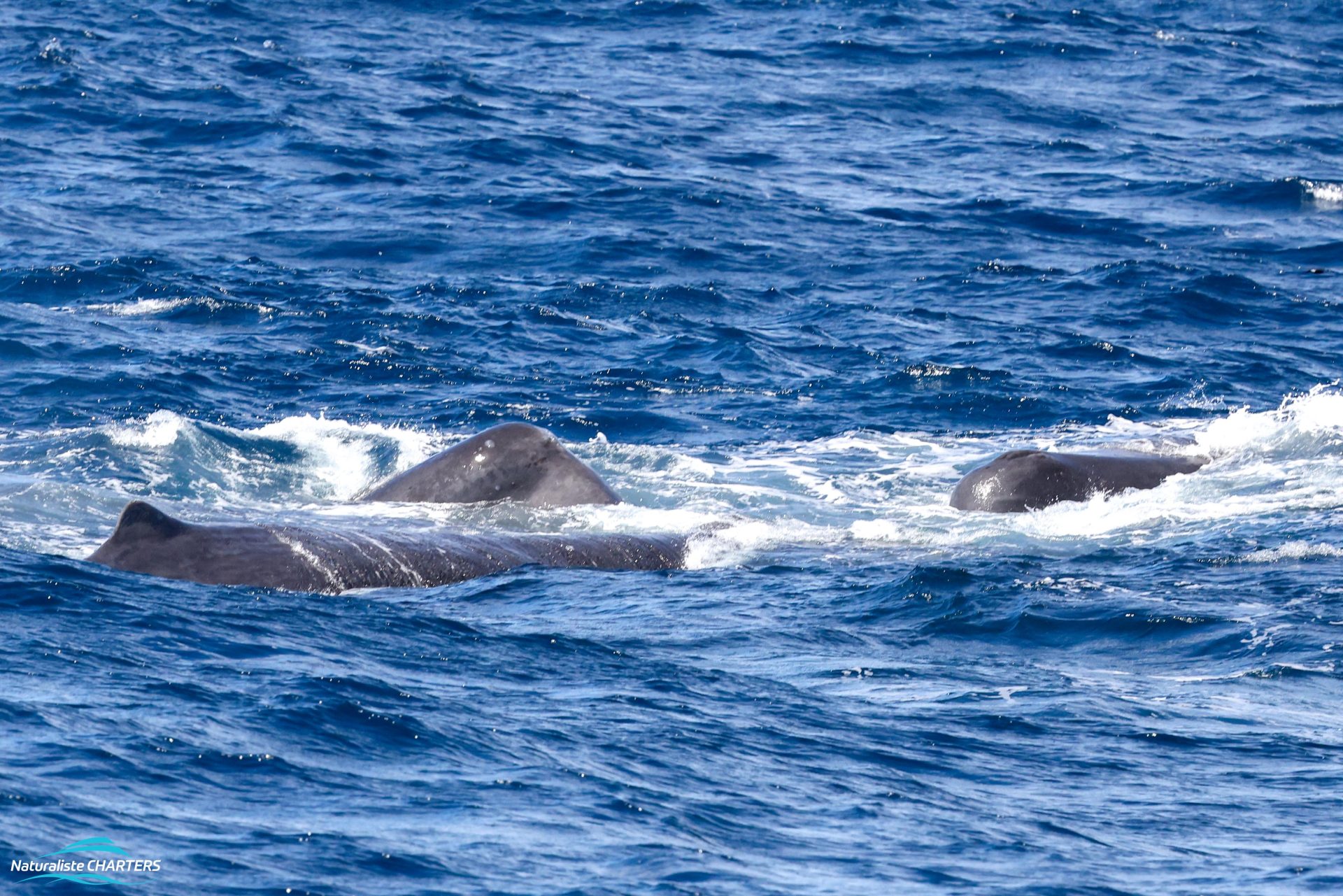 We encounter Sperm Whales and a calf