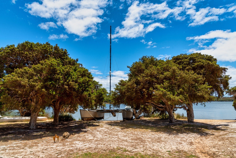 Shady big trees in a caravan park in Augusta