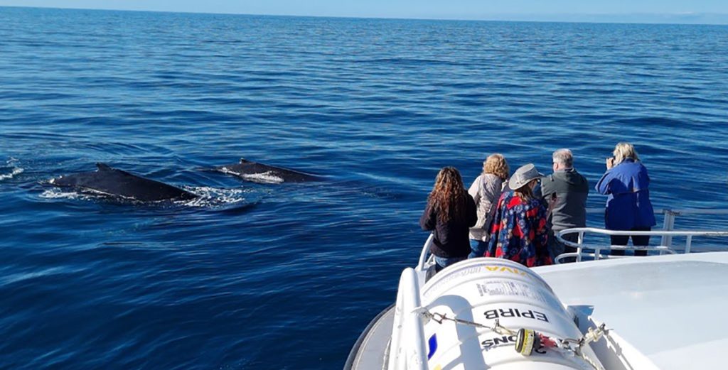 Two killer whales spotted on tour_Naturaliste Charters