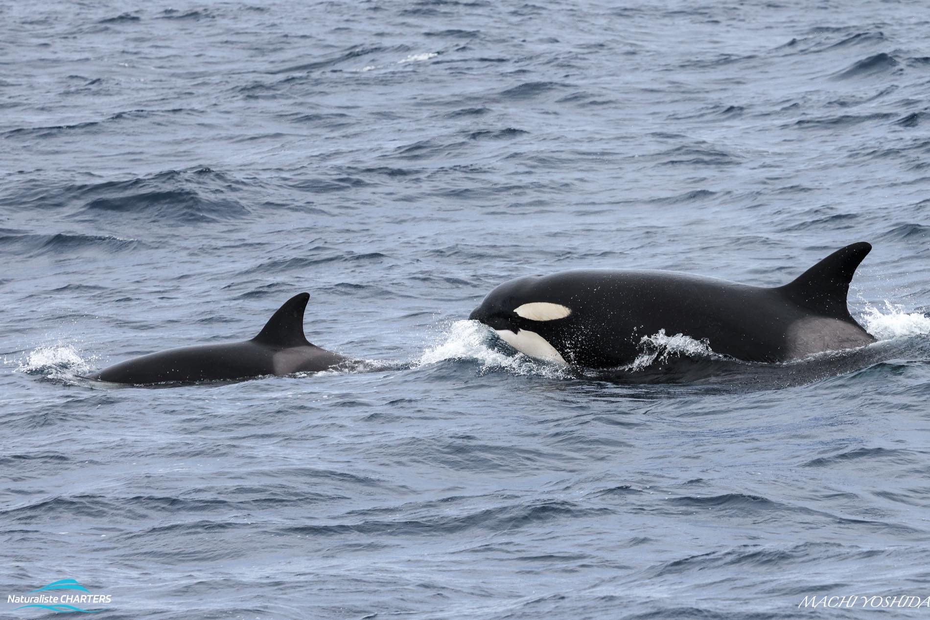 Young calf and mother follow the killer whale pod in predation
